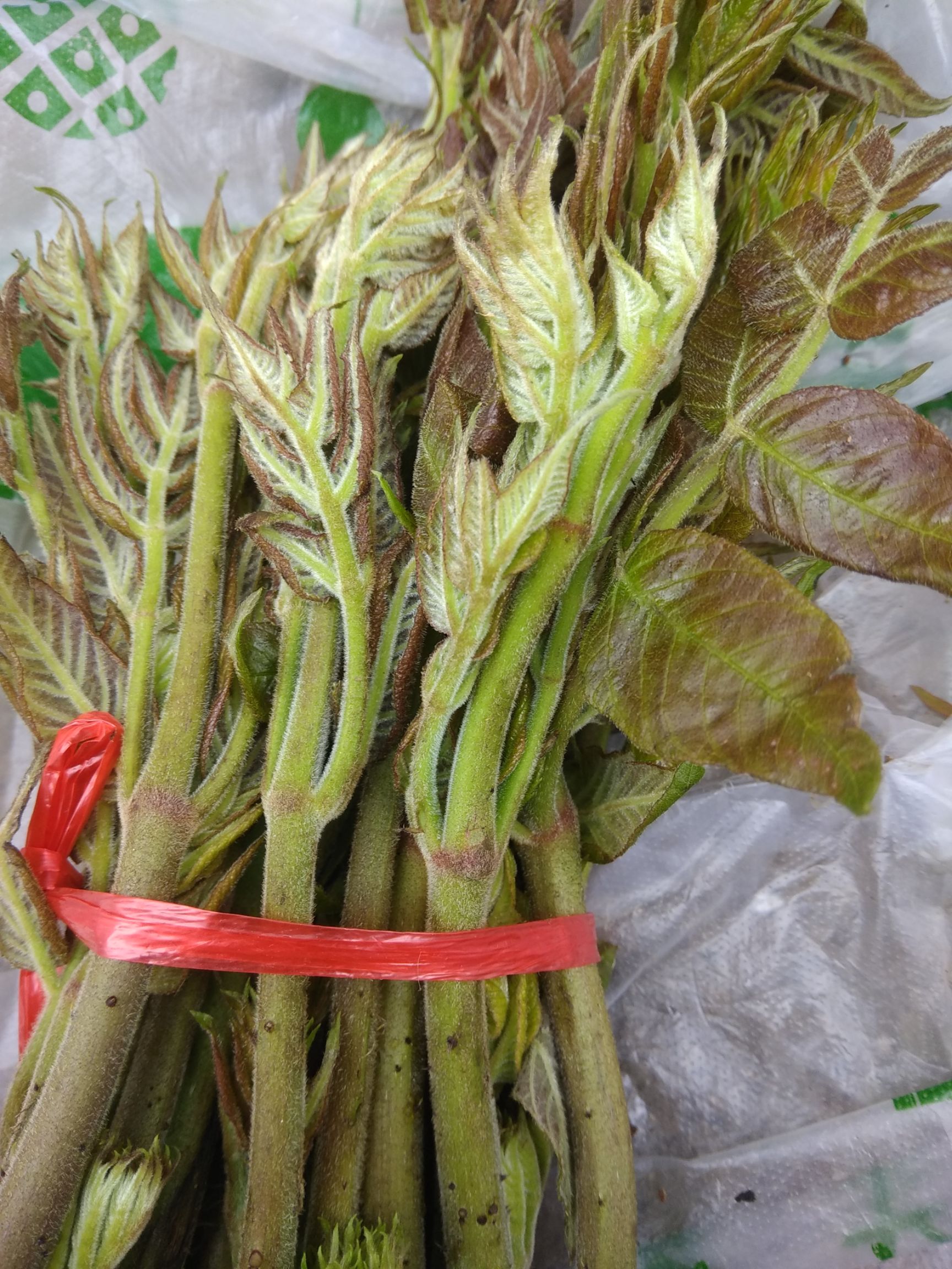东安县刺老芽   大山里的美味，炒蛋特别好吃