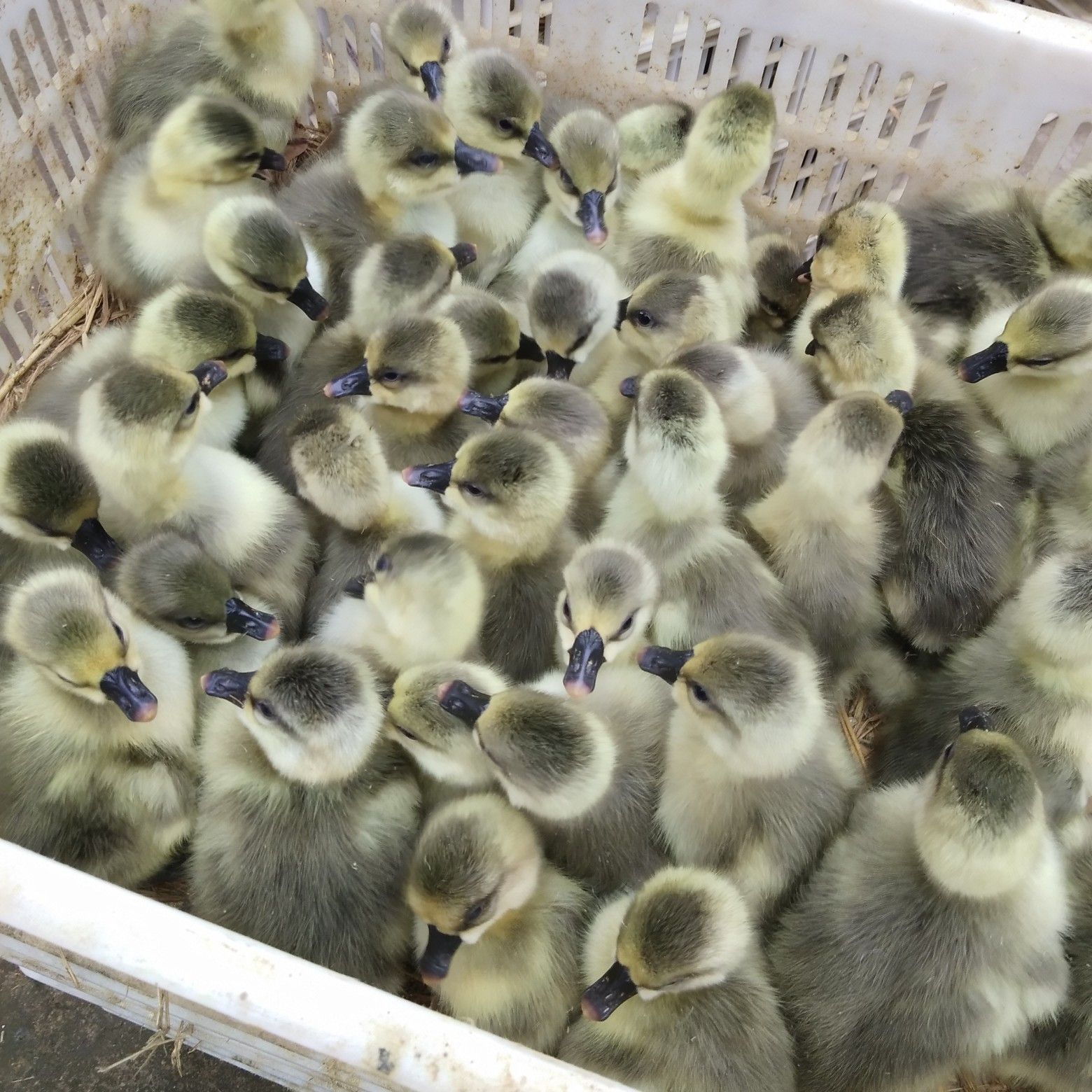 杂交鹅苗  湖北杂交灰鹅，有需要的老板们可提前预定了…