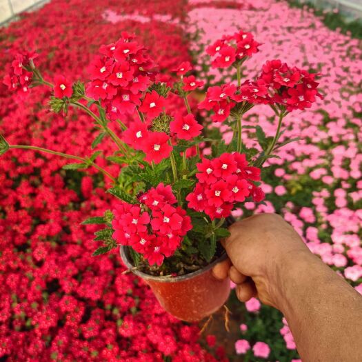 宜良县传奇  美女樱，红花，粉花，红盆，小袋