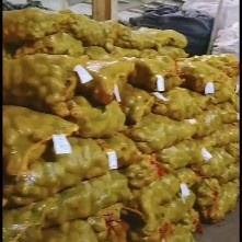 沽源县 沽源县226土豆种子发甘肃