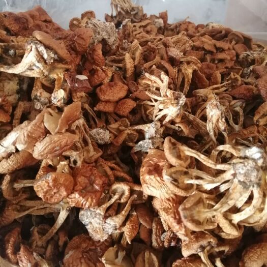  产地直发，滑子菇朵，价位超划算，只为冲销量
