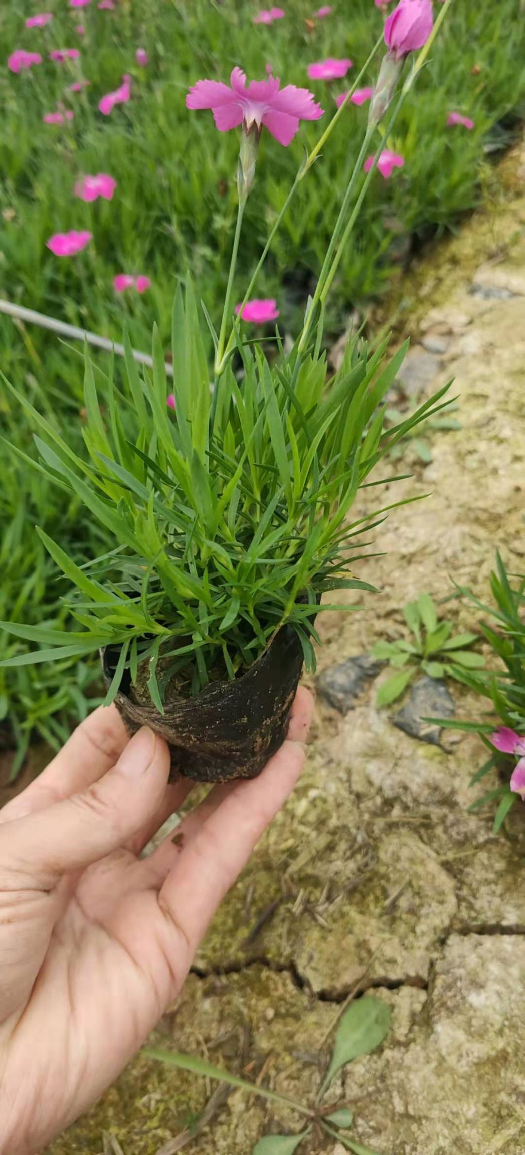  青州欧石竹种植基地，