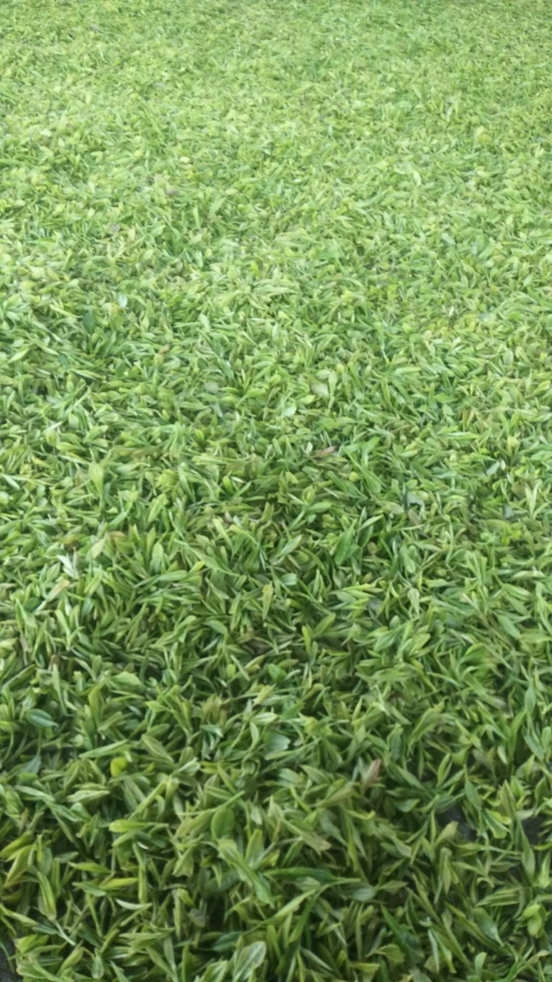 毛尖茶 太平溪，春分，口粮茶！