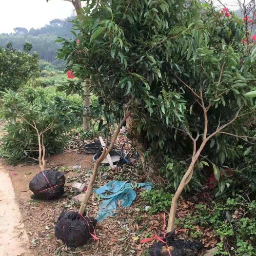 灵山县无核荔枝苗 荔枝大苗