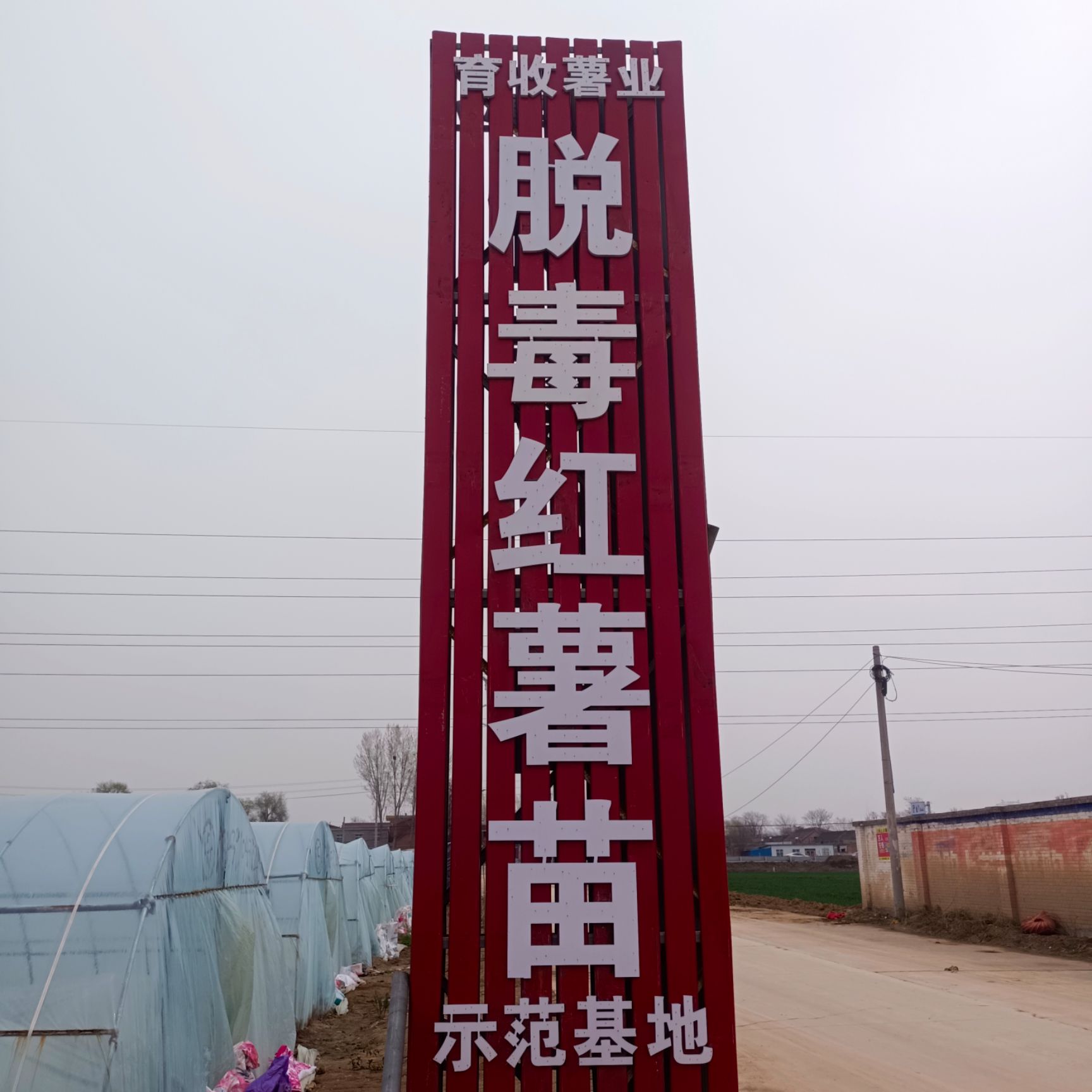 烟薯25号红薯种  烟薯25号红薯苗  西瓜红，哈密，一点红