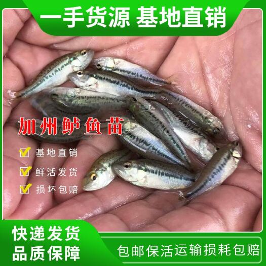 开平市加州鲈鱼苗 淡水鲈鱼苗