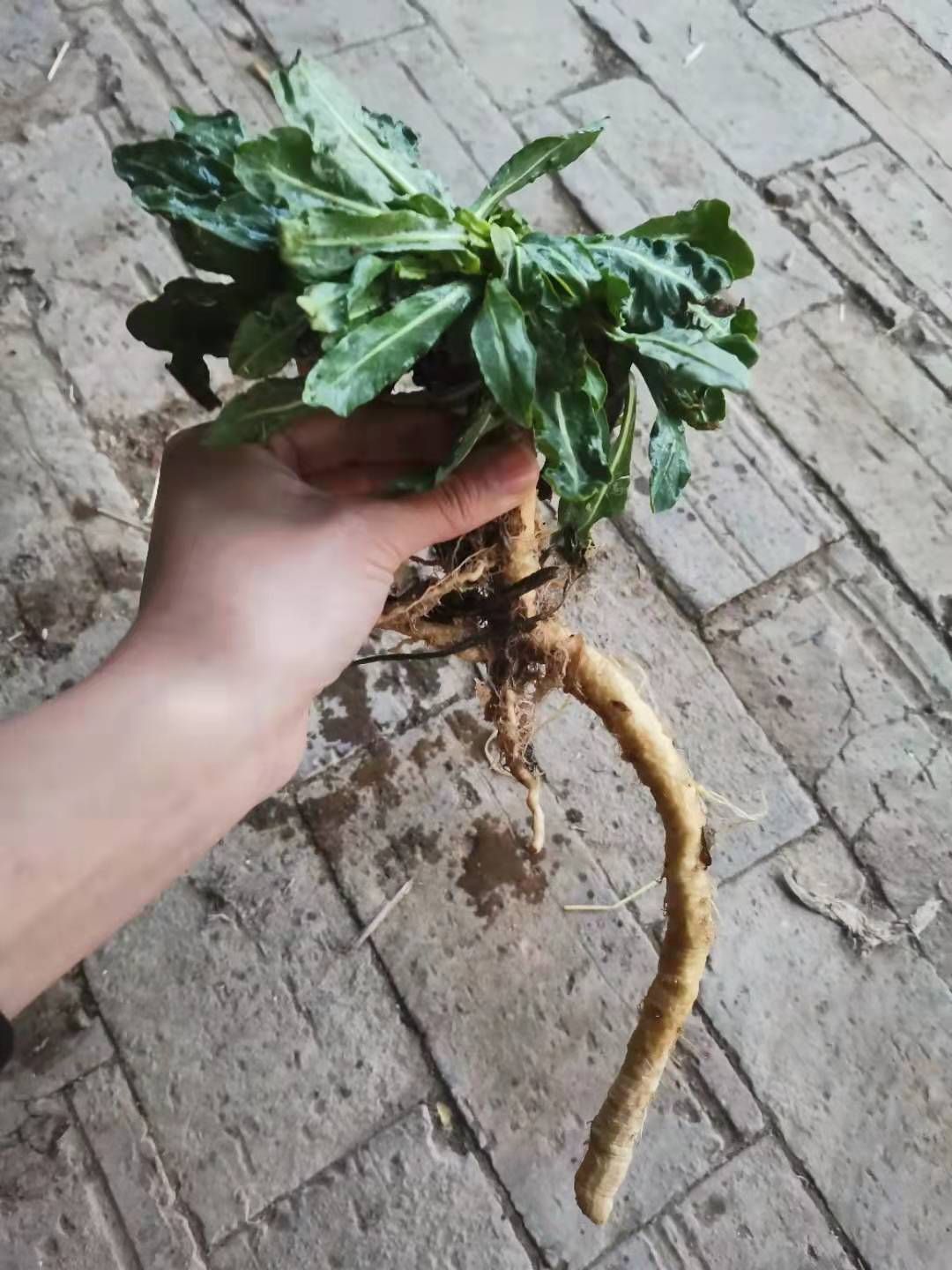  板蓝根鲜货和干货，大量出货