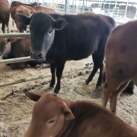 郓城县杂交牛  ，肉牛，四元杂交母牛犊家庭养殖农场自繁殖自销售，厂家直销，
