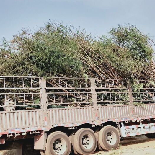 宁南县蓝花楹  15一一22Cm蓝花楹。树型随选！价格面谈！