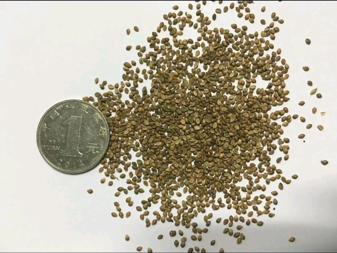 宽叶草种子  宽叶雀稗南方牧草绿肥，和水土保持先锋作物种子