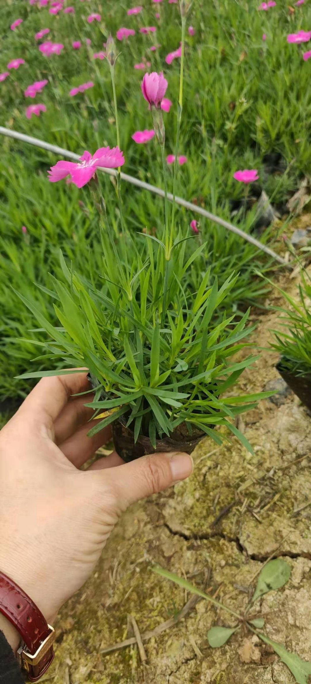  青州欧石竹种植基地，