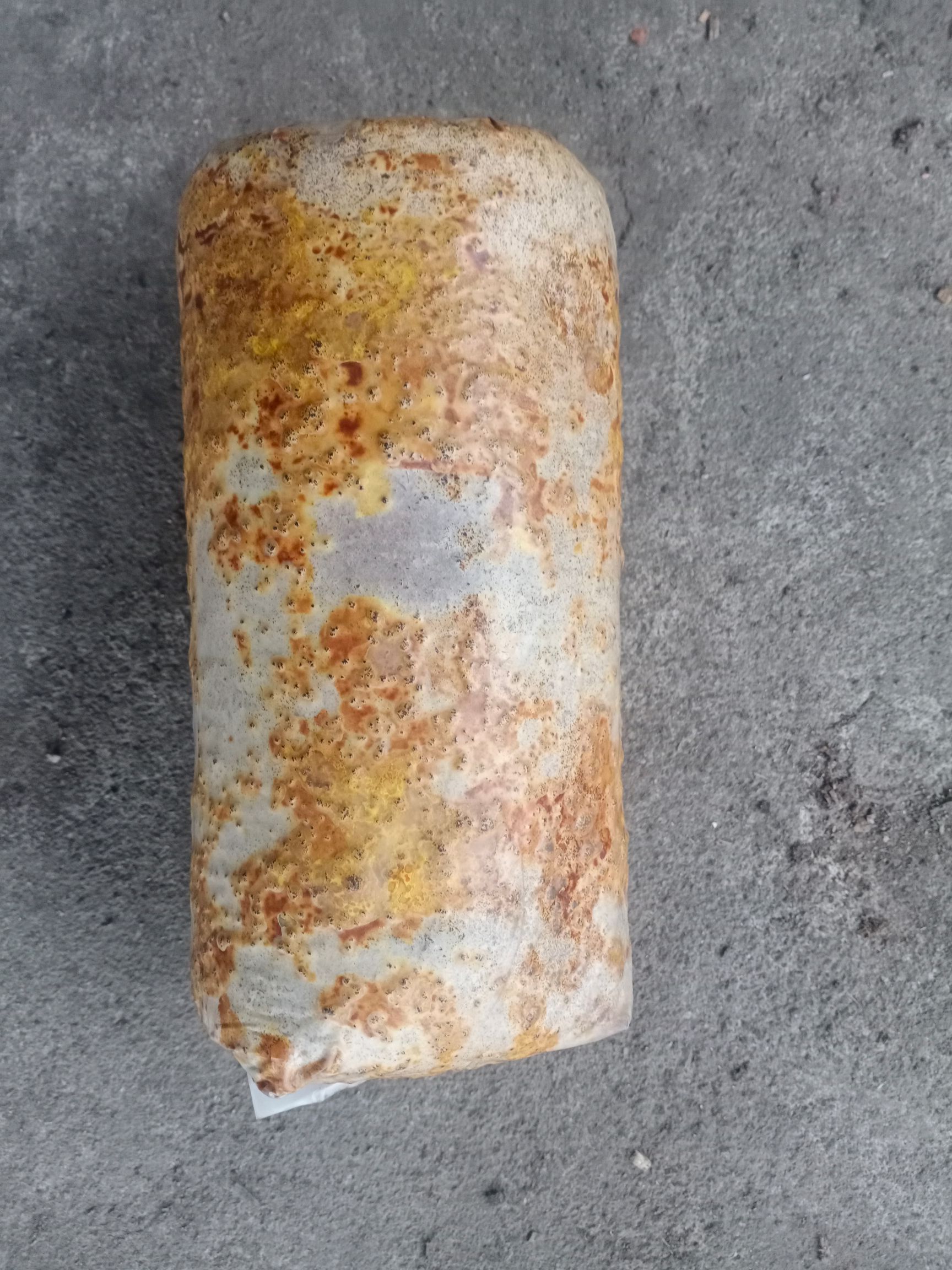 桑黄菌种西峡县科达菌种厂桑黄种植基地