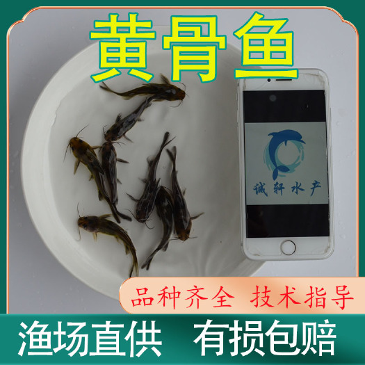 广州黄颡鱼苗  渔场直供 黄桑鱼苗 黄辣丁苗 黄骨鱼苗 杂交苗 全雄苗