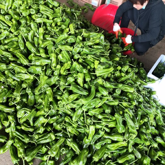 兰陵县 大量薄皮椒收购中，价格美丽