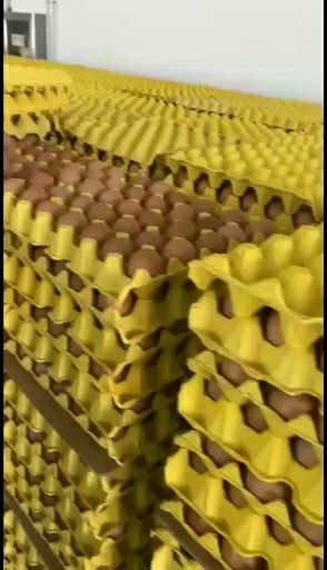 中宁县普通鸡蛋  大量现货小鸡蛋抓紧时间采购