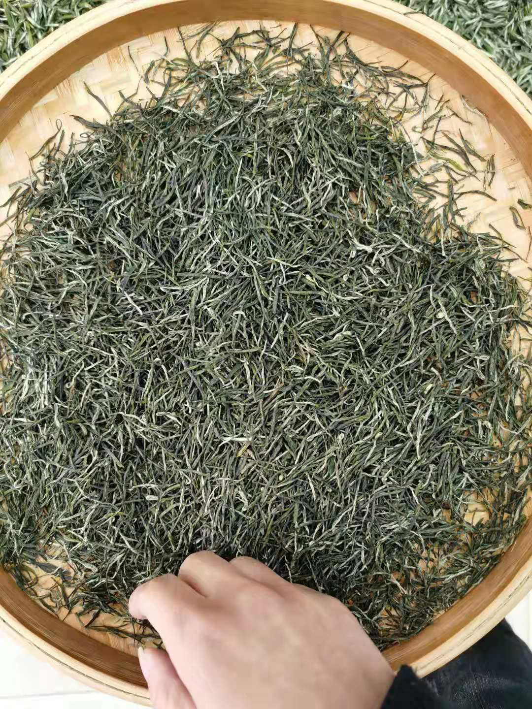 毛尖茶 太平溪，春分，口粮茶！