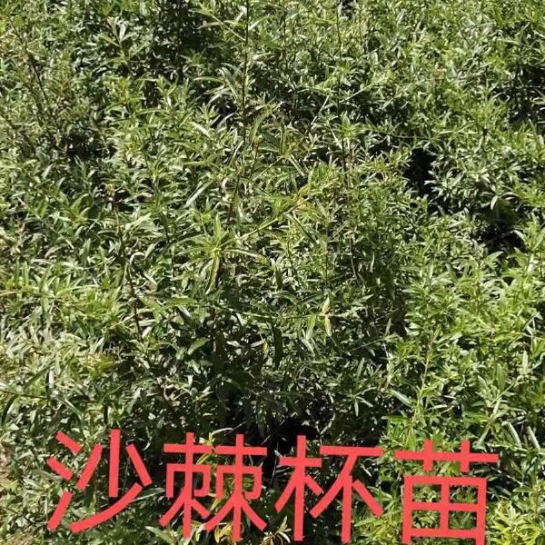 沙棘苗 治沙工程苗，沙棘，沙枣，沙柳，刺槐，柠条大量有货