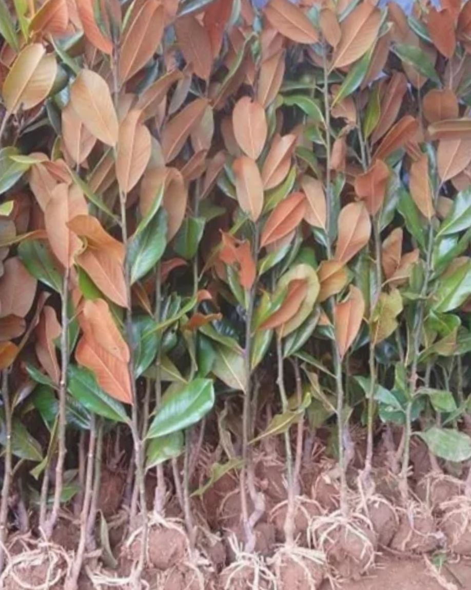 广玉兰树苗大花广玉兰小苗四季常青橡皮树行道树庭院工程绿化苗
