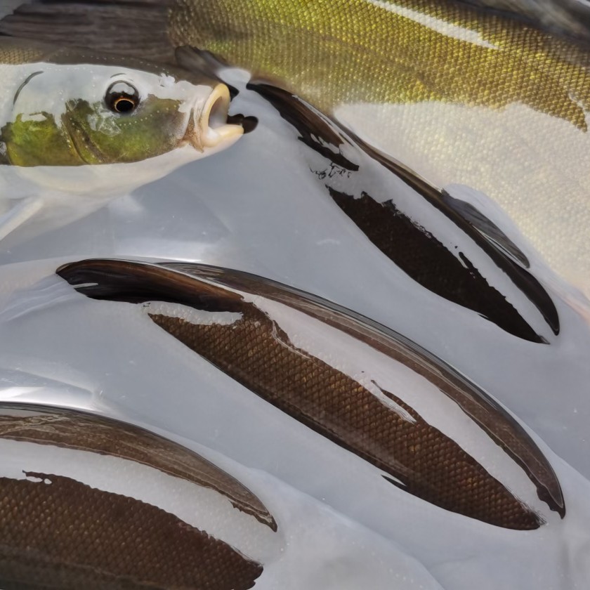 加州鲈鱼苗出售，欢迎订购