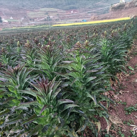 华宁县红叶莴笋 莴苣掉价了，有销路的看过来？