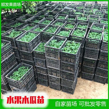 红心木瓜苗  水果木瓜爽脆清甜爽口