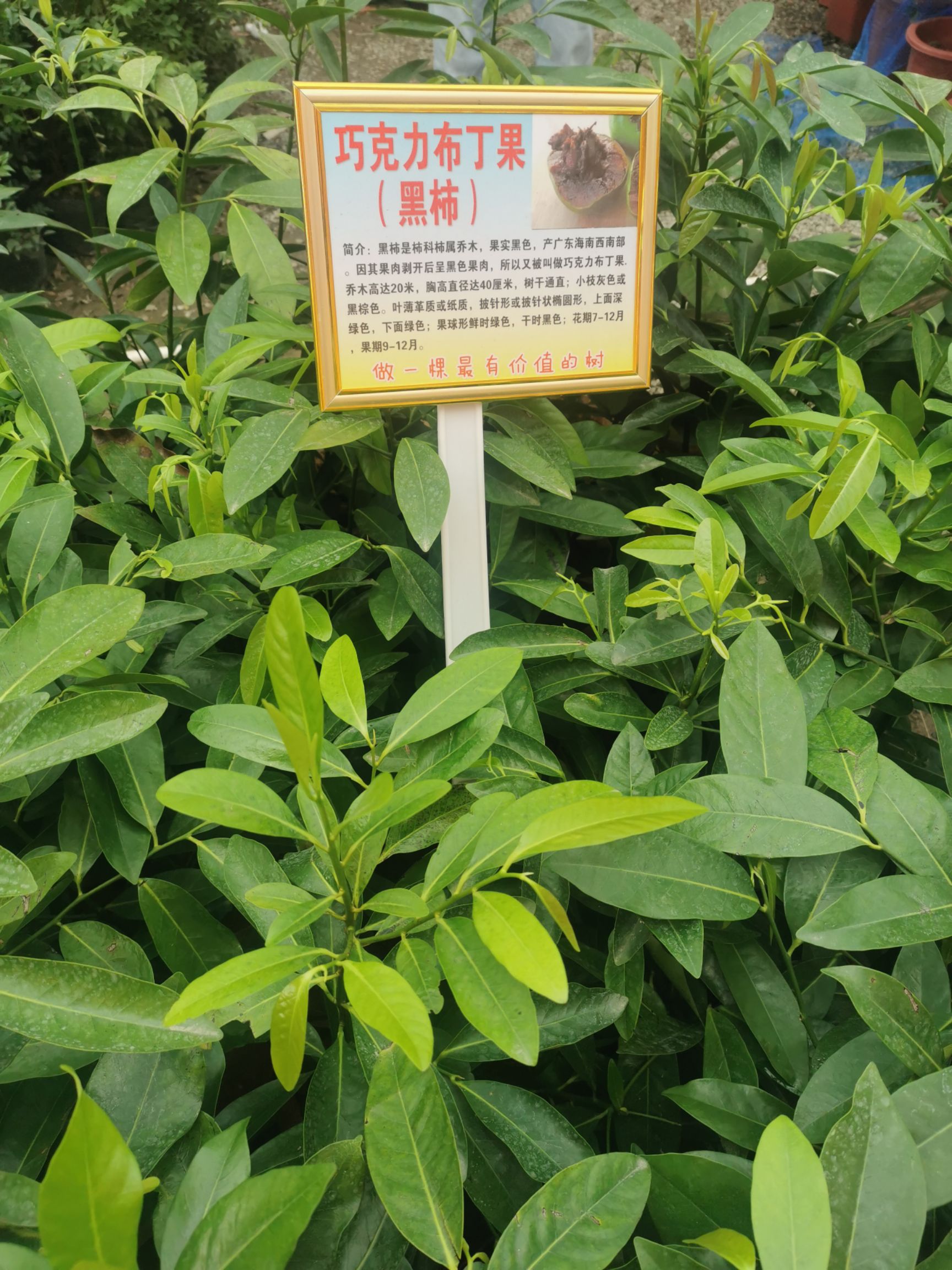 柿子树接穗  水果季新品上市巧克力布丁果黑柿冰淇淋果白柿正品嫁接苗带叶