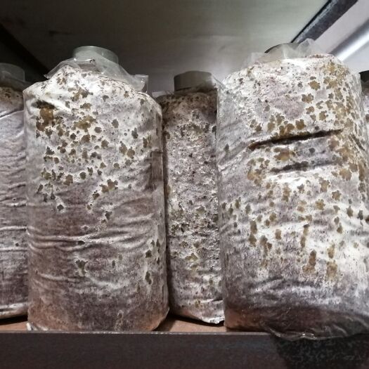 汉中木耳菌种 椴木黑木耳