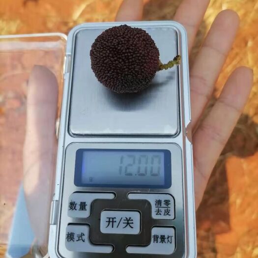 石屏县 特早杨梅已上市，色好口感佳。