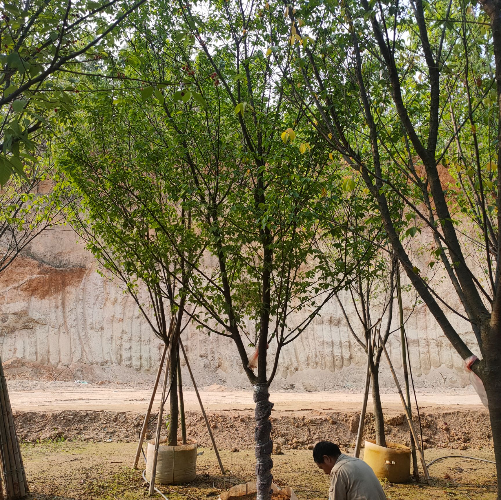 福建山樱花8公分，中华樱，中国红樱花