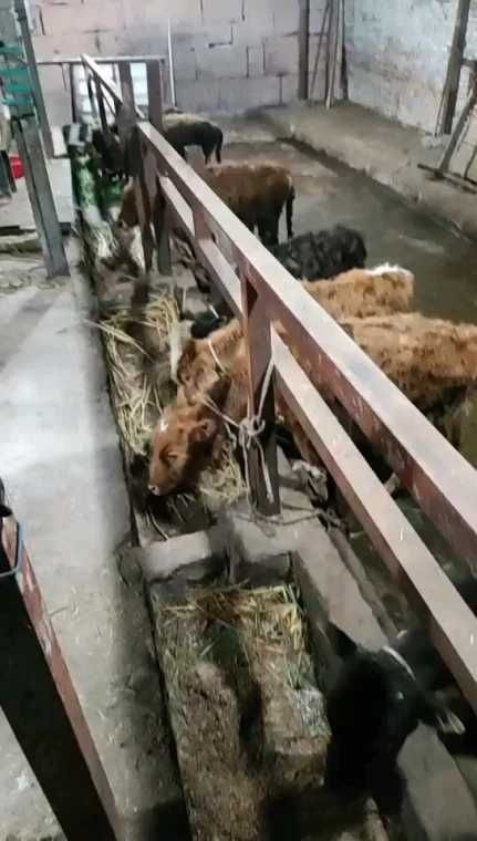 杂交牛  常年出售西门塔尔牛 西门塔尔牛犊 小牛犊 感兴趣的私聊，杂交