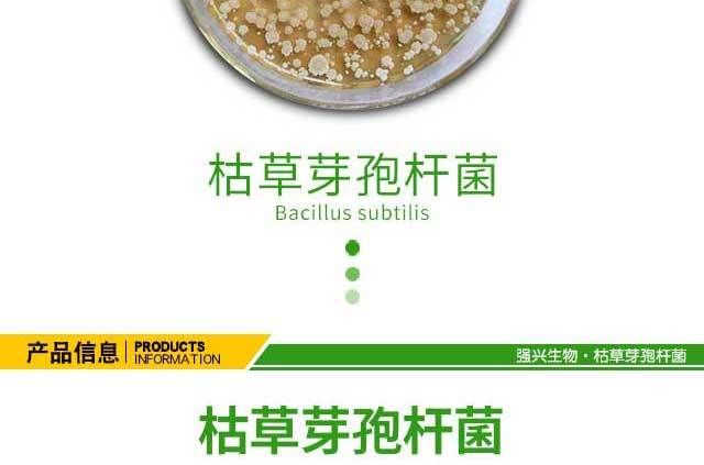 枯草芽孢杆菌绿色生态有机种植**杀菌剂农业种植专用