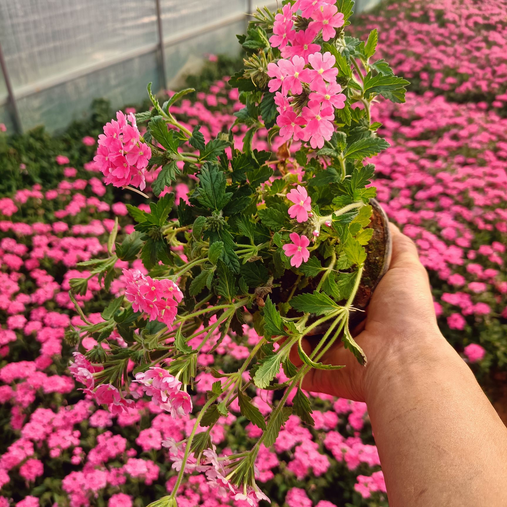 传奇  美女樱，红花，粉花，红盆，小袋