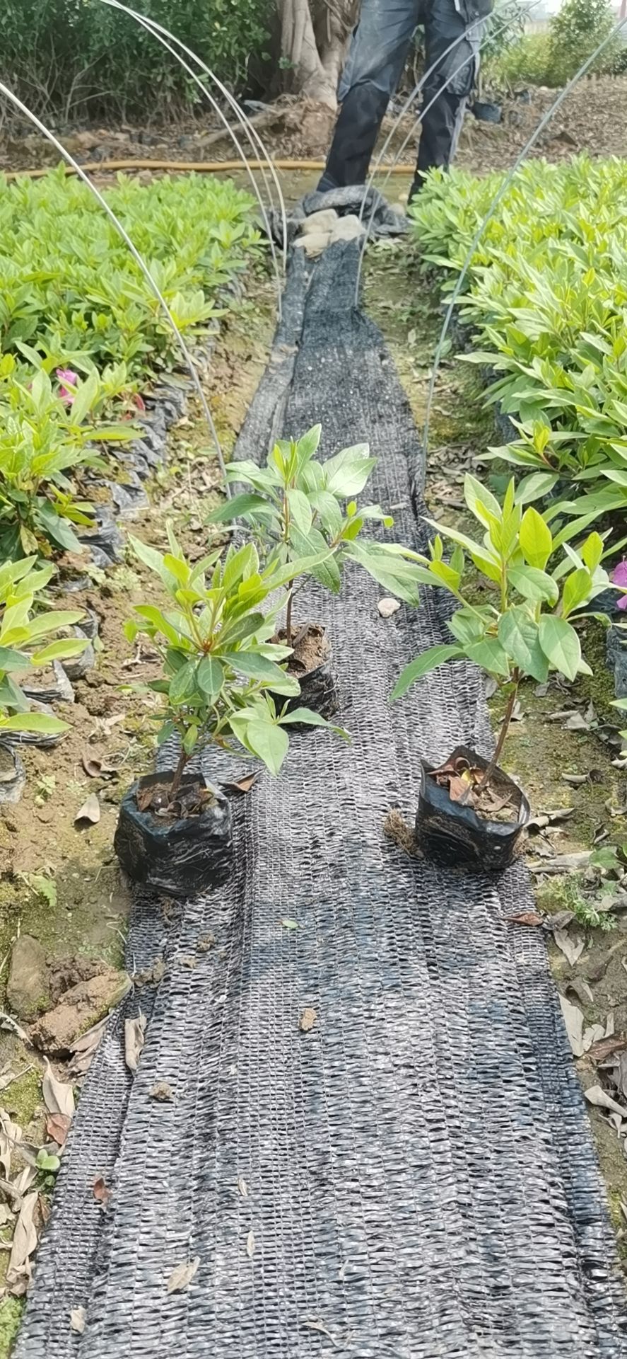 西洋杜鹃 0.5米以下 