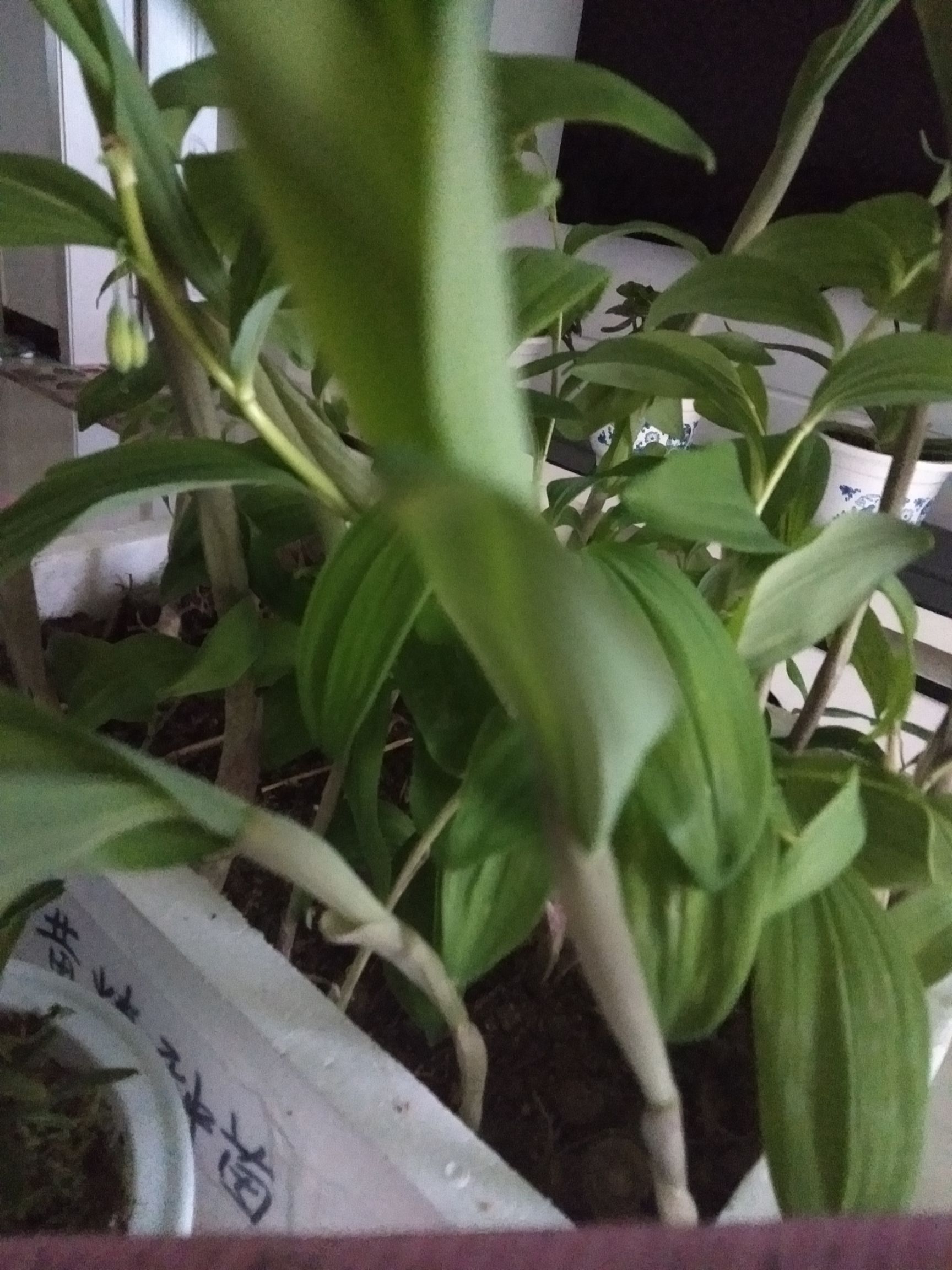 安徽富强生态农业黄精种苗生长快产量高！