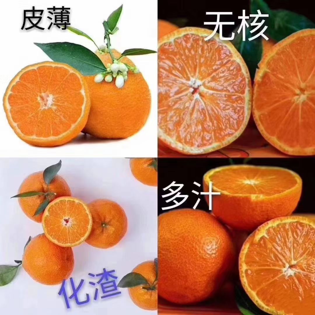 自家种植黄果柑，农药少，水分充足，当天下单当天发货！大量批发