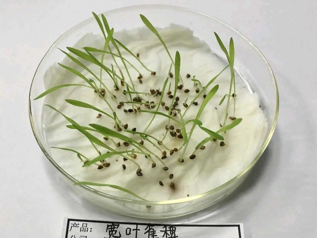 宽叶草种子  宽叶雀稗南方牧草绿肥，和水土保持先锋作物种子