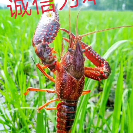 洪湖市洪湖小龙虾大红