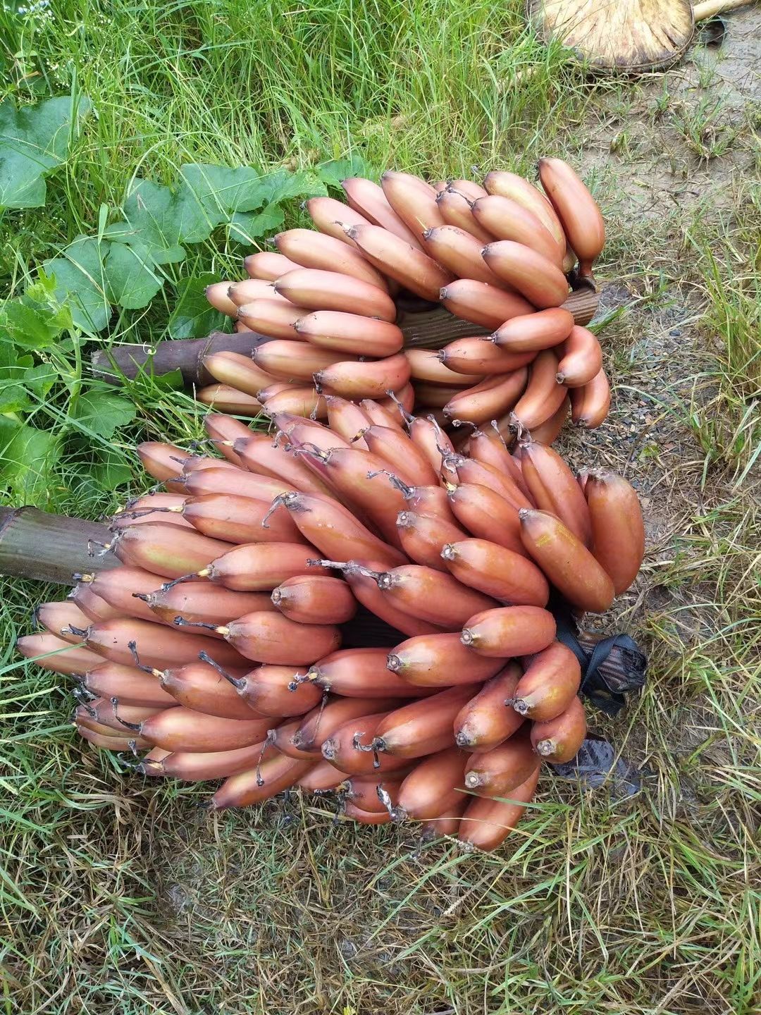 南洋红香蕉苗  红香蕉苗、香蕉苗当年种植当年结果 包邮