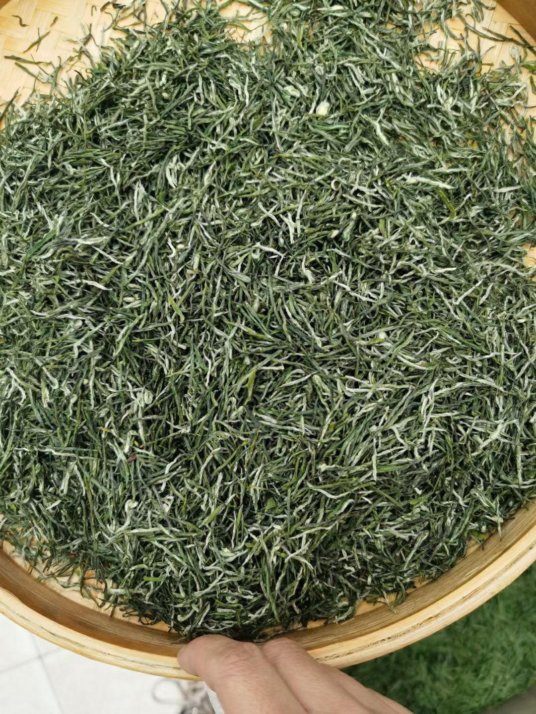毛尖茶 太平溪，春分，口粮茶！