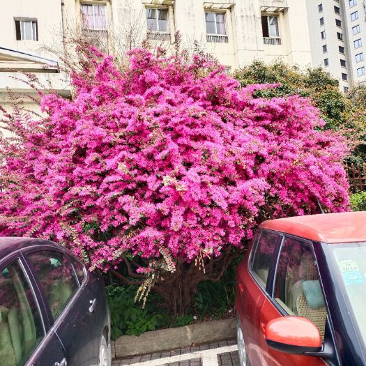 红安县黑珍珠红继木 红花继木毛球