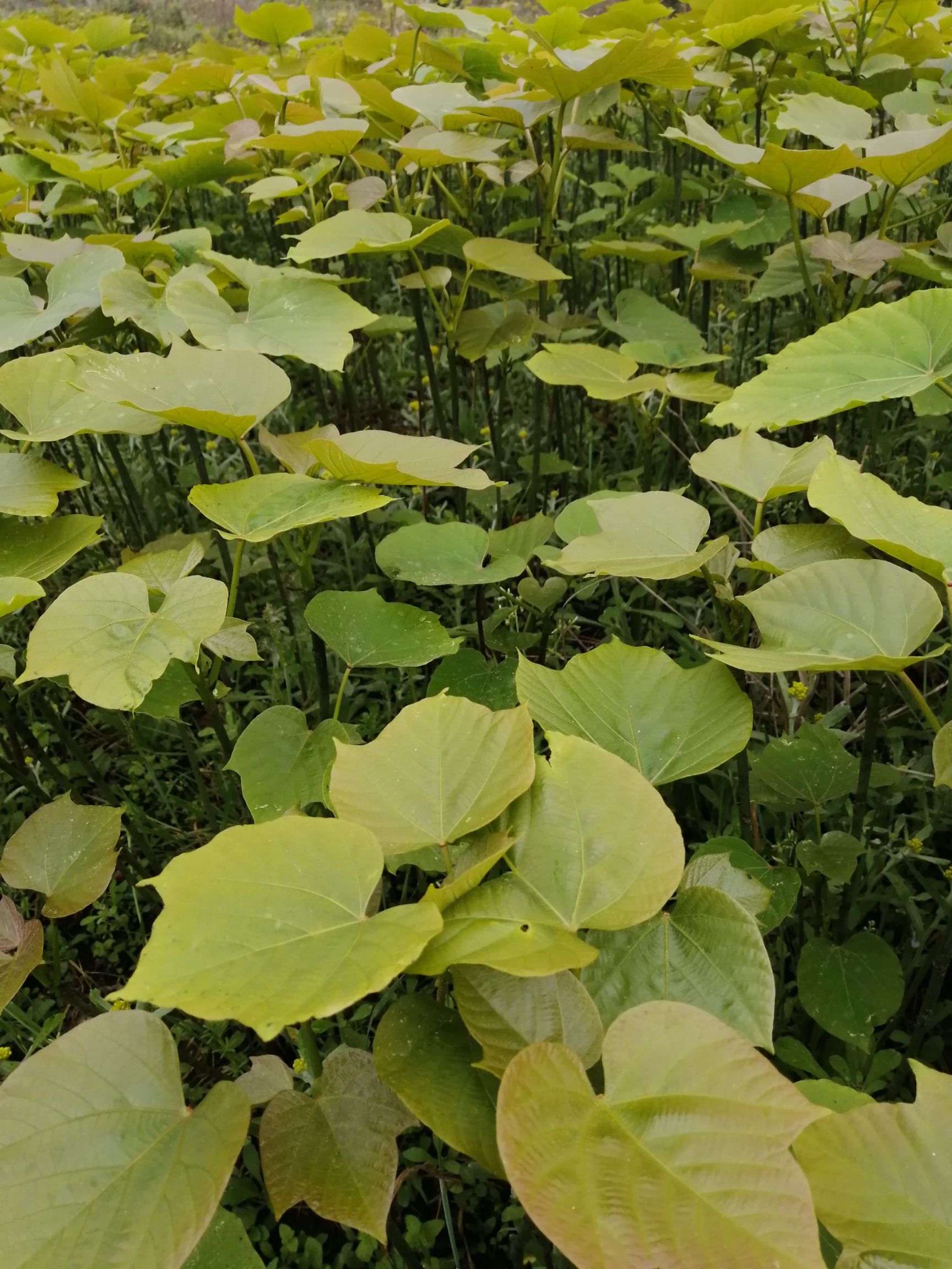 油桐苗基地常年批发，买油桐树苗，就找重庆俊尧