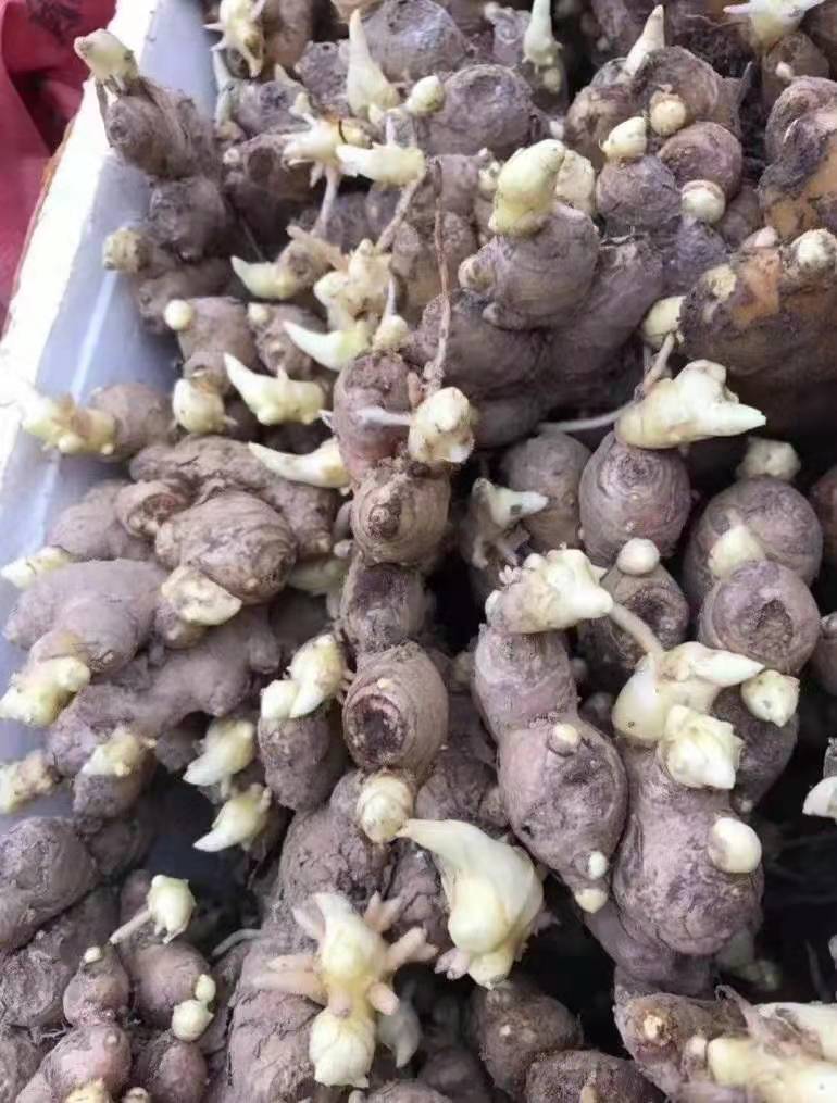 湖北368姜种大量批发  全国发货专业技术指导 全国发货
