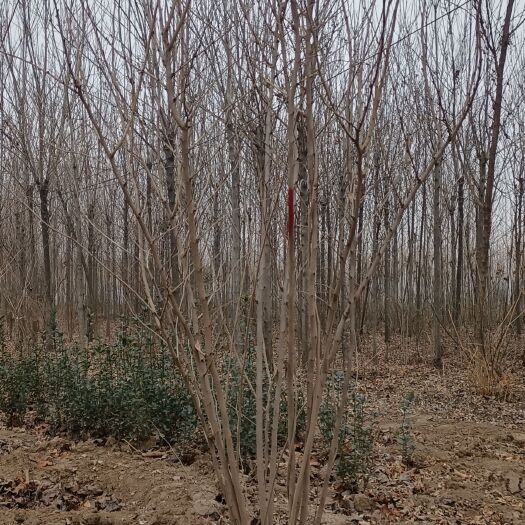 鄢陵县 大冠幅丛生紫荆