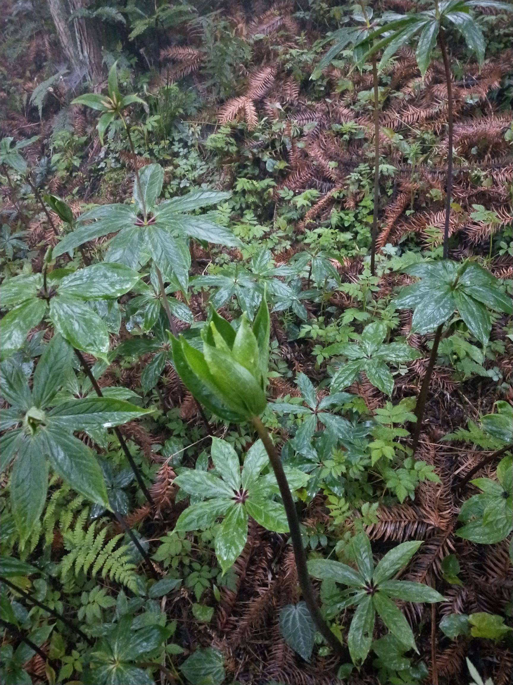 重楼苗  七叶一枝花苗