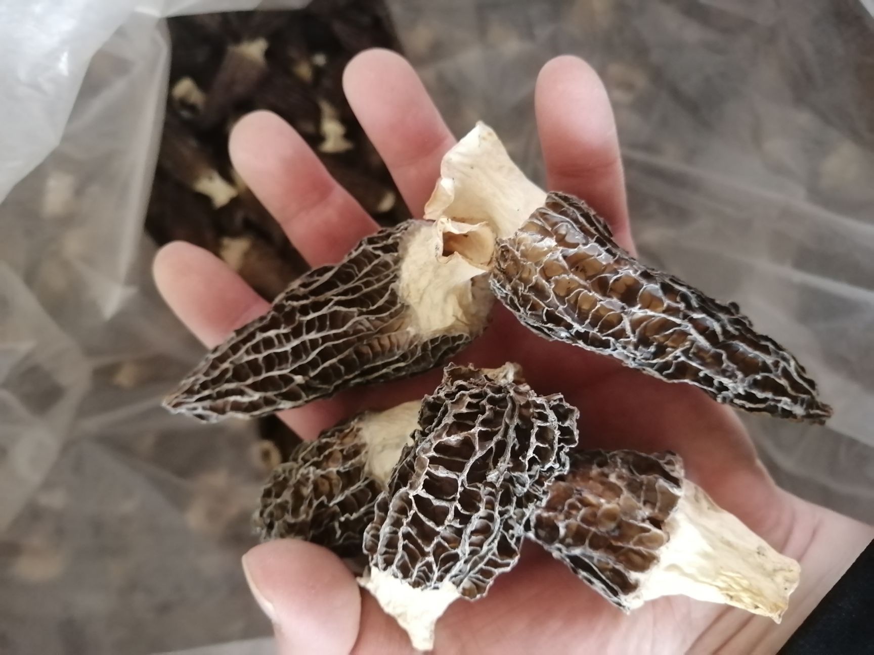 羊肚菌  云南羊肚菌 干羊肚菌 羊肚菌