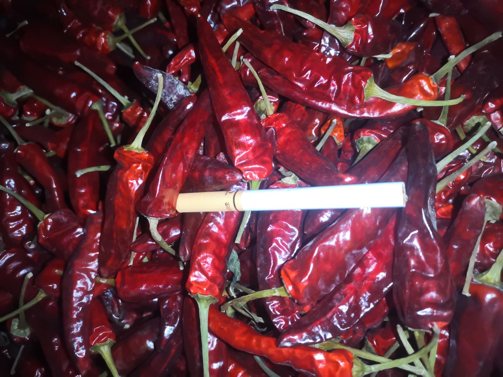 朝天椒 贵州本地辣椒产地直供