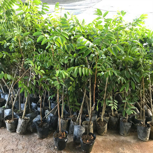 灵山县正宗嫁接果树橄榄树苗甜橄榄多果青橄榄正宗新三捻青橄榄苗带土球