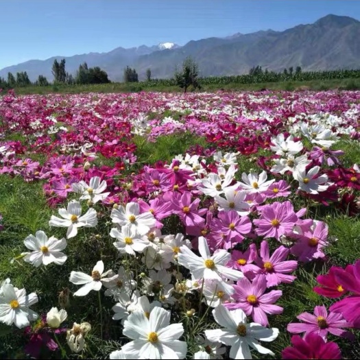 波斯菊种子 波斯菊花海必选品种,花期长,花色丰富,宜建植