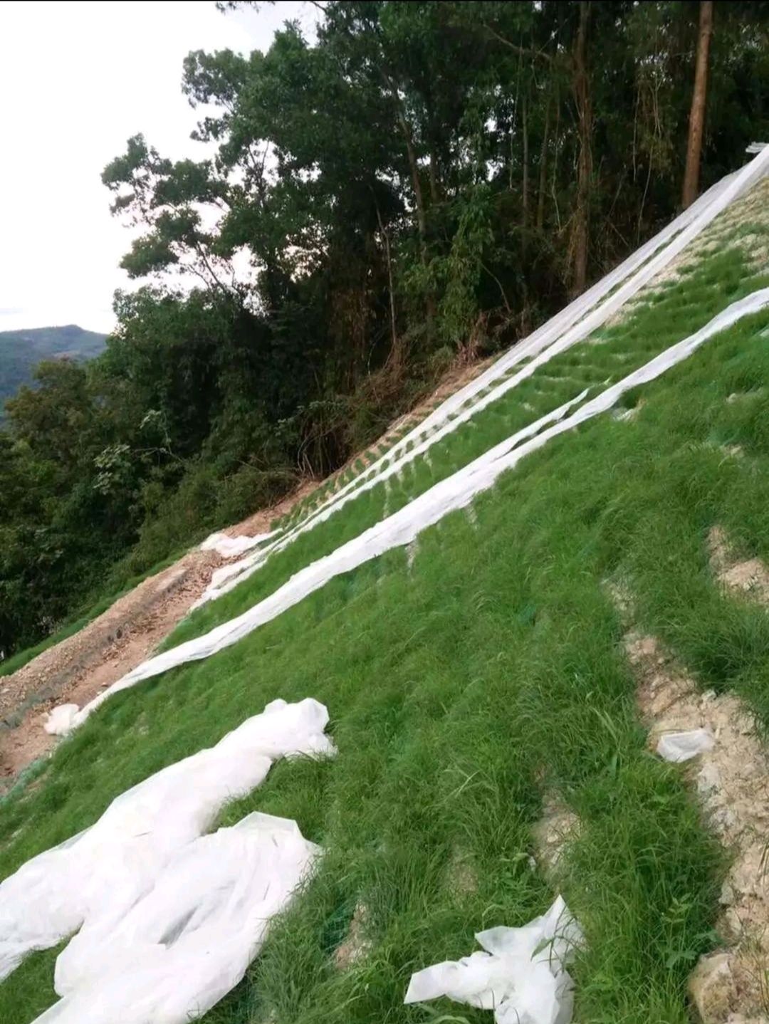 宽叶草种子  宽叶雀稗南方牧草绿肥，和水土保持先锋作物种子