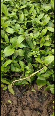 板蓝根种苗  板篮根苗培育基地！出售苗苗有需要联系